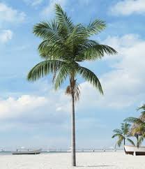 u.1.palm tree.jpg